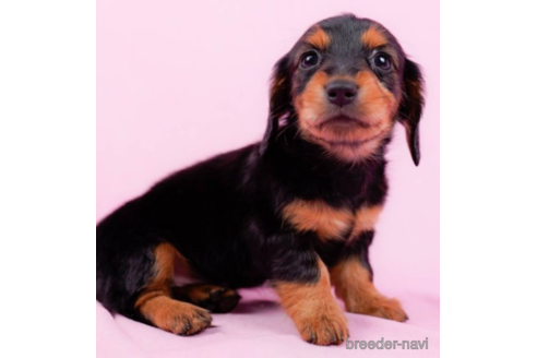 成約済の東京都のミニチュアダックスフンド(ロングヘアード)-225164の1枚目